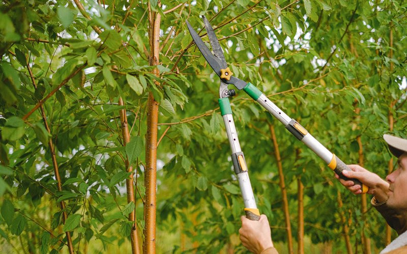 Tree trimming in Kendallville, IN